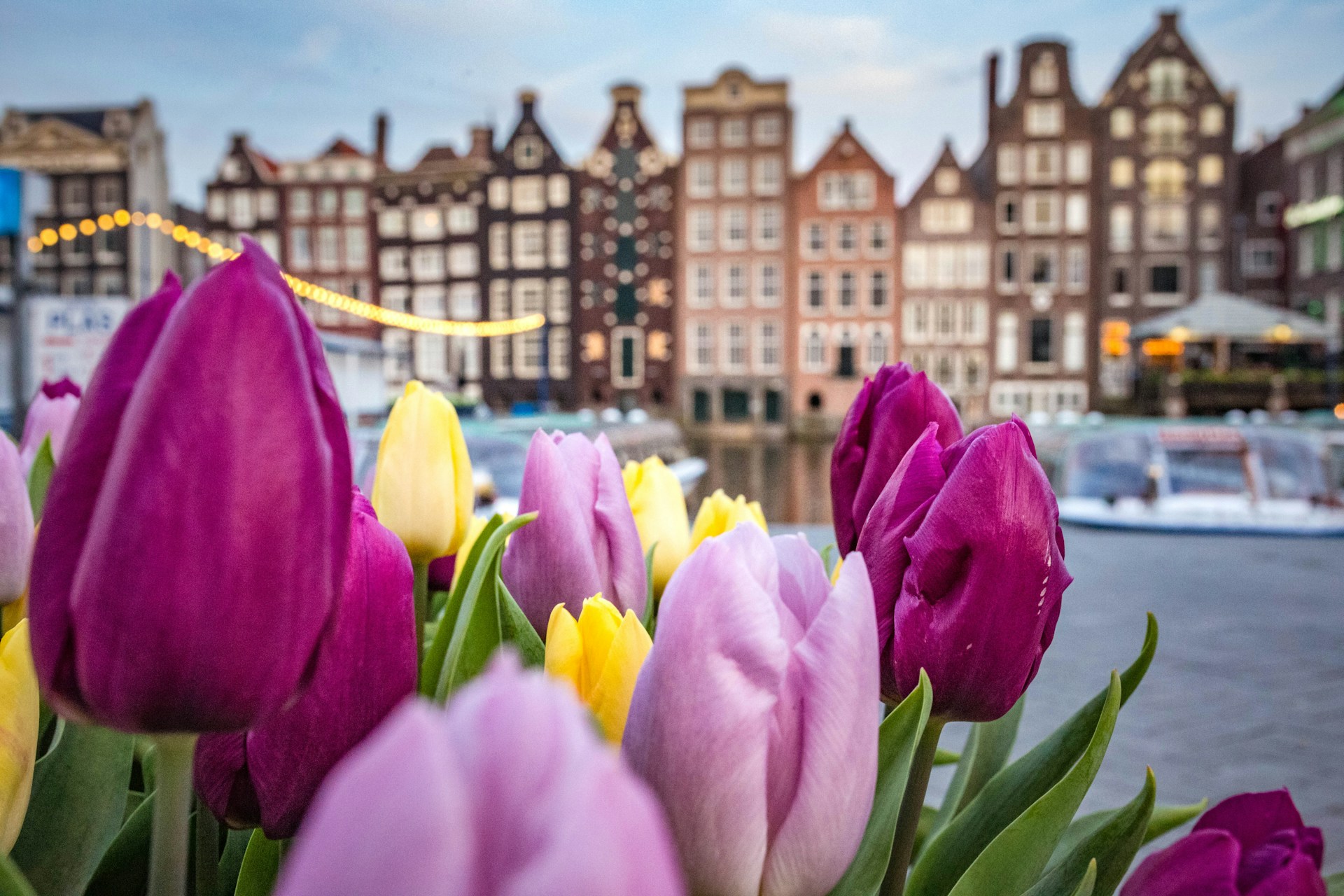 Tulpen_Amsterdam_Natur_Stadt_Fluss